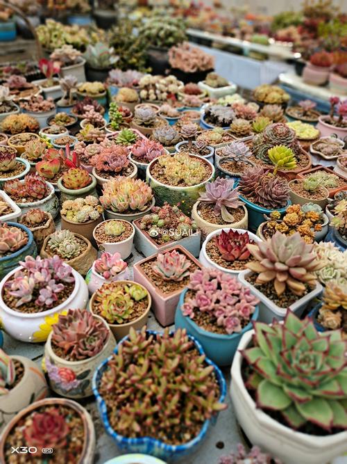 中国多肉市场最大规模在哪里?-第2张图片-吾爱花网 中国多肉市场最大规模在哪里?-第2张图片-吾爱花网