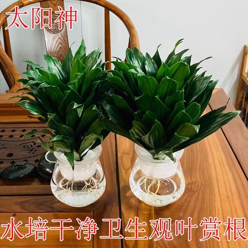 水培太阳神怎么养才好?-第1张图片-吾爱花网 水培太阳神怎么养才好?-第1张图片-吾爱花网