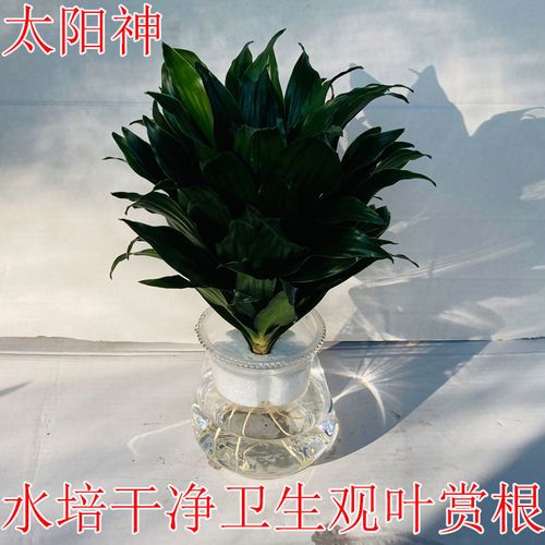 水培太阳神怎么养才好?-第2张图片-吾爱花网 水培太阳神怎么养才好?-第2张图片-吾爱花网