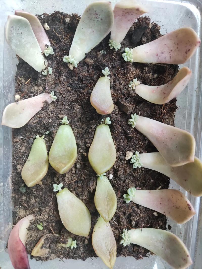 多肉叶子怎么快速发芽?-第1张图片-吾爱花网 多肉叶子怎么快速发芽?-第1张图片-吾爱花网