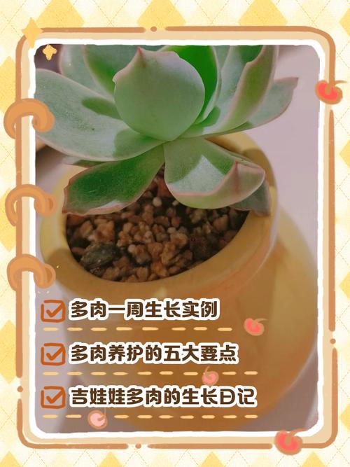 多肉叶子怎么快速发芽?-第3张图片-吾爱花网 多肉叶子怎么快速发芽?-第3张图片-吾爱花网