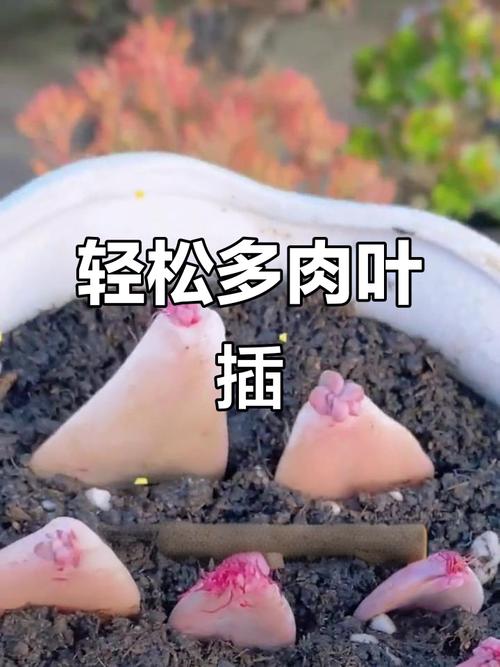多肉叶子怎么快速发芽?-第2张图片-吾爱花网 多肉叶子怎么快速发芽?-第2张图片-吾爱花网
