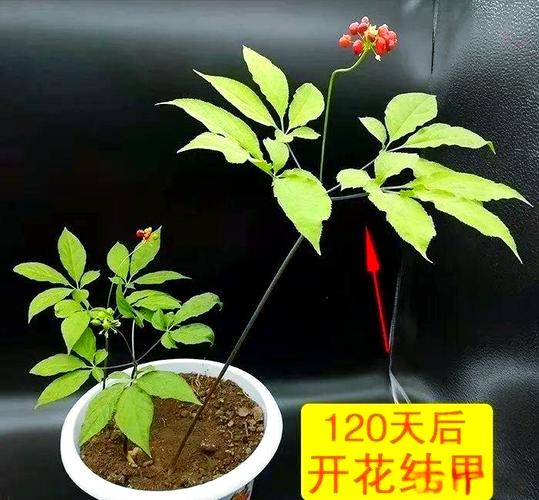 盆栽人参花期到底有多长?-第2张图片-吾爱花网 盆栽人参花期到底有多长?-第2张图片-吾爱花网