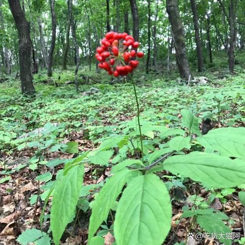 盆栽人参花期到底有多长?-第1张图片-吾爱花网 盆栽人参花期到底有多长?-第1张图片-吾爱花网