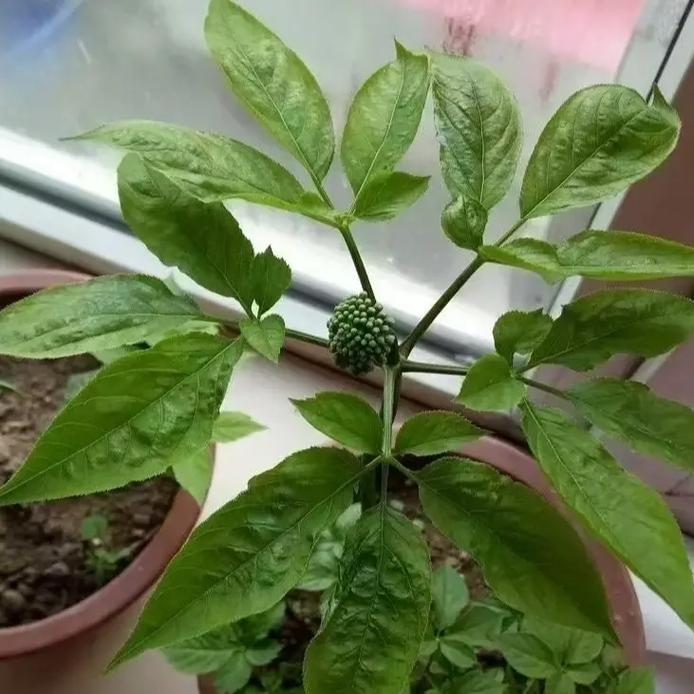 盆栽人参花期到底有多长？-第3张图片-吾爱花网