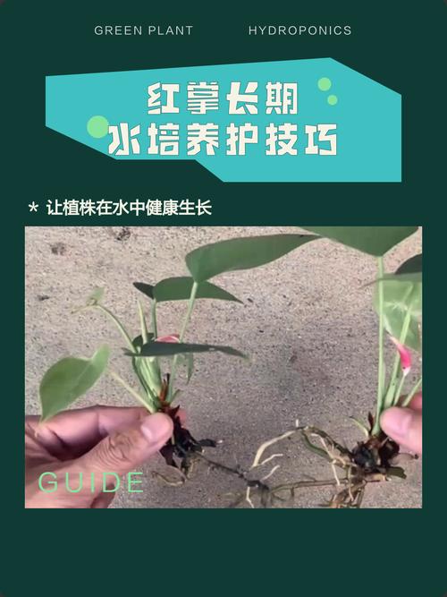 水培红掌要注意什么？-第2张图片-吾爱花网