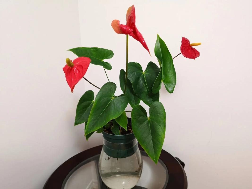 水培红掌要注意什么？-第3张图片-吾爱花网