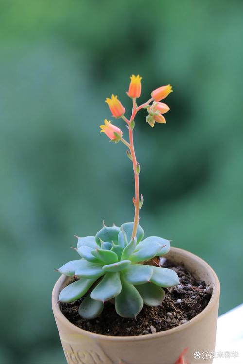 多肉植物养几年才能开花？-第2张图片-吾爱花网