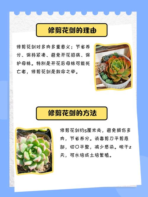 多肉植物养几年才能开花?-第1张图片-吾爱花网 多肉植物养几年才能开花?-第1张图片-吾爱花网