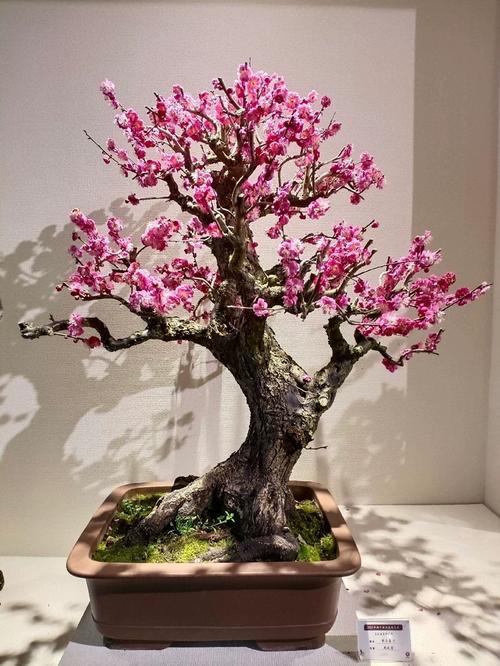 盆栽梅花用什么土最好?-第1张图片-吾爱花网 盆栽梅花用什么土最好?-第1张图片-吾爱花网