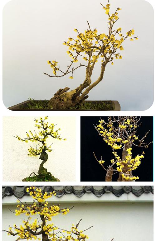 盆栽梅花用什么土最好?-第2张图片-吾爱花网 盆栽梅花用什么土最好?-第2张图片-吾爱花网