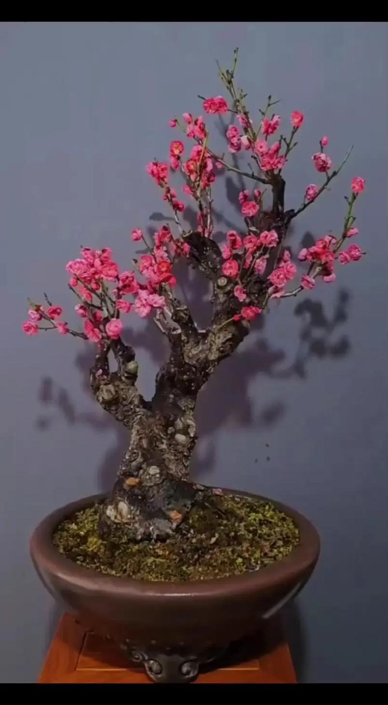 盆栽梅花用什么土最好?-第3张图片-吾爱花网 盆栽梅花用什么土最好?-第3张图片-吾爱花网