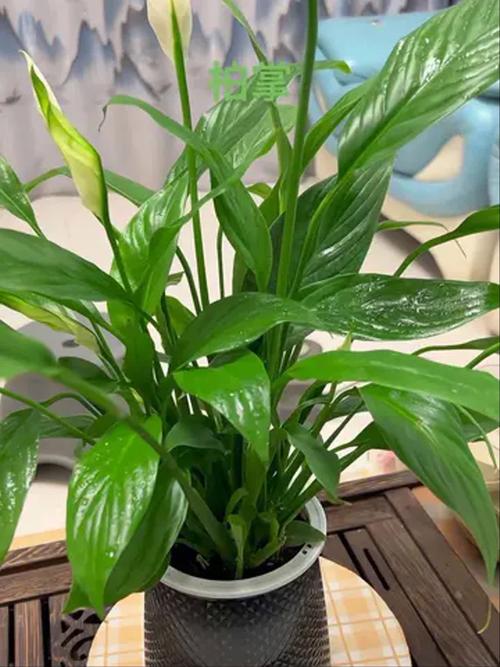 水培白掌为何越长越瘦？-第2张图片-吾爱花网