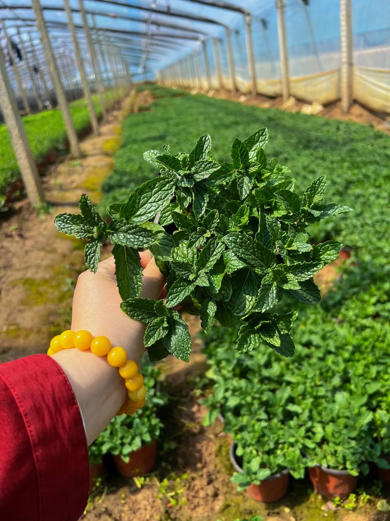 盆栽有种薄荷没有味道-第2张图片-吾爱花网