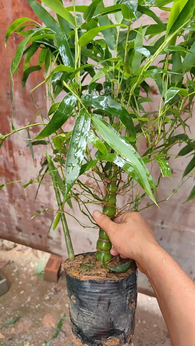 罗汉竹水培怎么养？图片教你轻松上手-第1张图片-吾爱花网