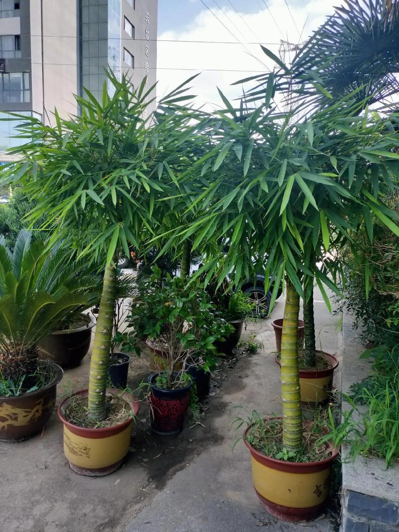 罗汉竹水培怎么养？图片教你轻松上手-第3张图片-吾爱花网