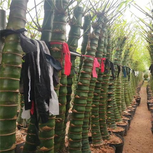 罗汉竹水培怎么养？图片教你轻松上手-第2张图片-吾爱花网