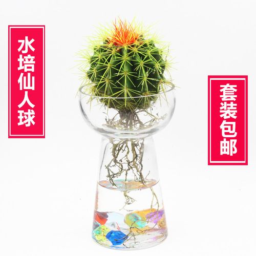 水培仙人球为何停滞不长？-第1张图片-吾爱花网