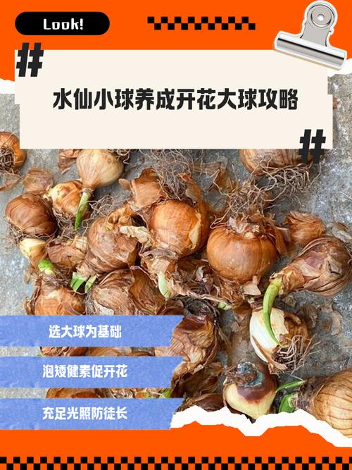 水培仙人球为何停滞不长？-第3张图片-吾爱花网