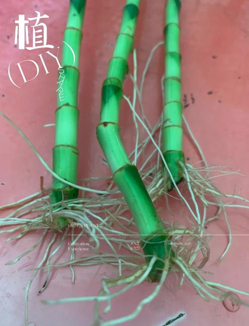 富贵竹水培怎么快速生根？-第1张图片-吾爱花网