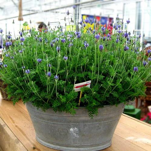 羽叶薰衣盆栽怎么养才好?-第1张图片-吾爱花网 羽叶薰衣盆栽怎么养才好?-第1张图片-吾爱花网