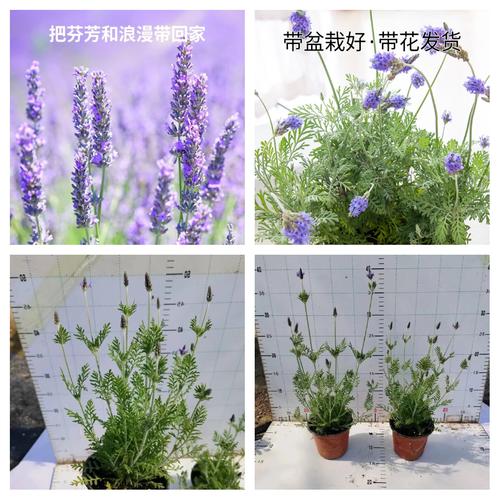 羽叶薰衣盆栽怎么养才好?-第2张图片-吾爱花网 羽叶薰衣盆栽怎么养才好?-第2张图片-吾爱花网