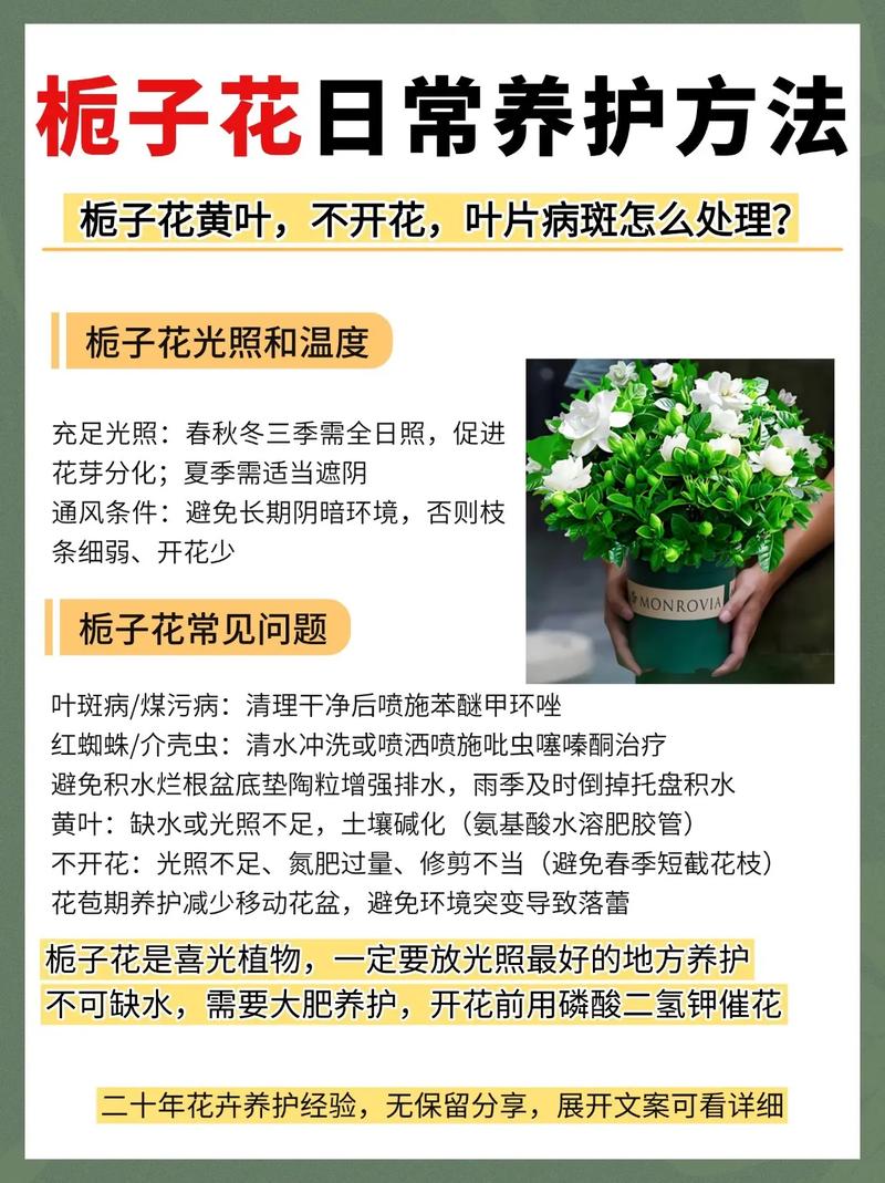 水培栀子花夏天怎么养？-第1张图片-吾爱花网