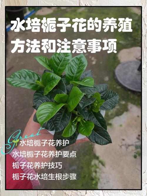 水培栀子花夏天怎么养？-第2张图片-吾爱花网