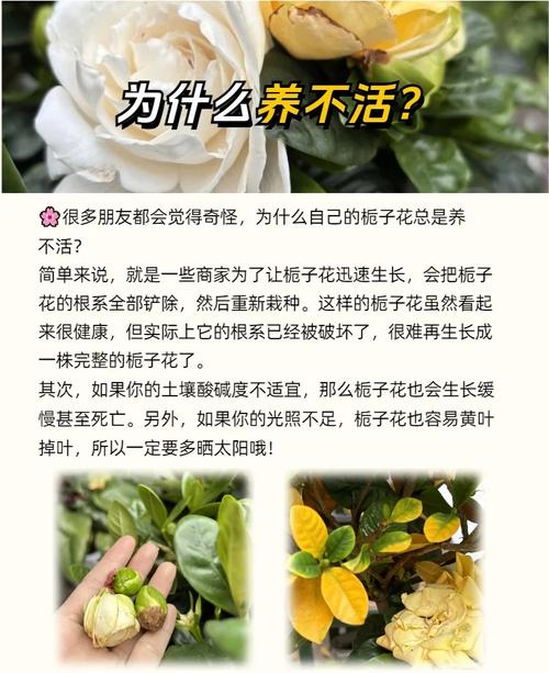 水培栀子花夏天怎么养？-第3张图片-吾爱花网