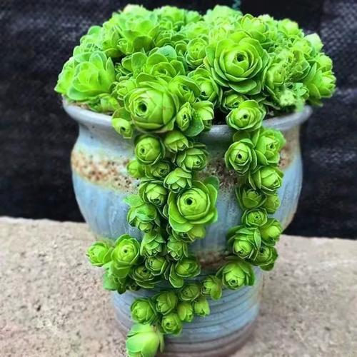 多肉玫瑰如何养出多头？-第2张图片-吾爱花网