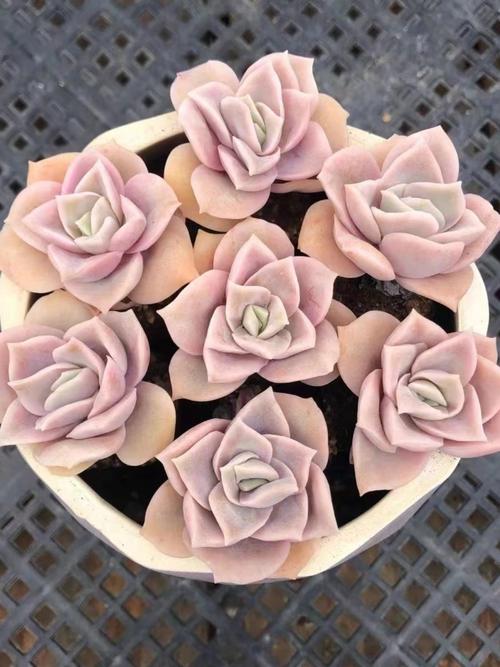 多肉玫瑰如何养出多头？-第3张图片-吾爱花网