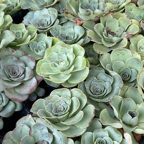 山地玫瑰有哪些常见种类？-第1张图片-吾爱花网