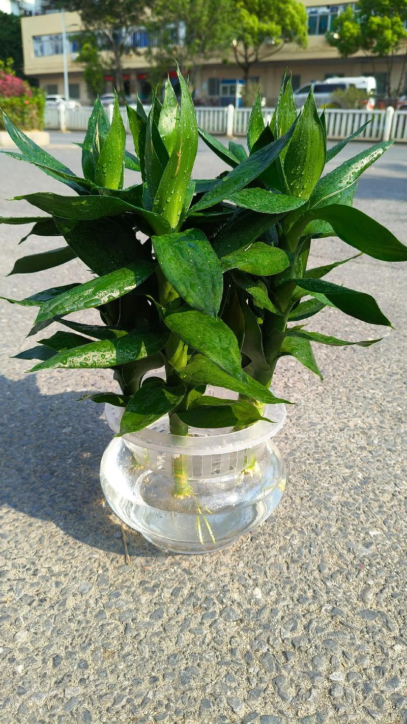 水培植物有哪些好看品种?-第1张图片-吾爱花网 水培植物有哪些好看品种?-第1张图片-吾爱花网