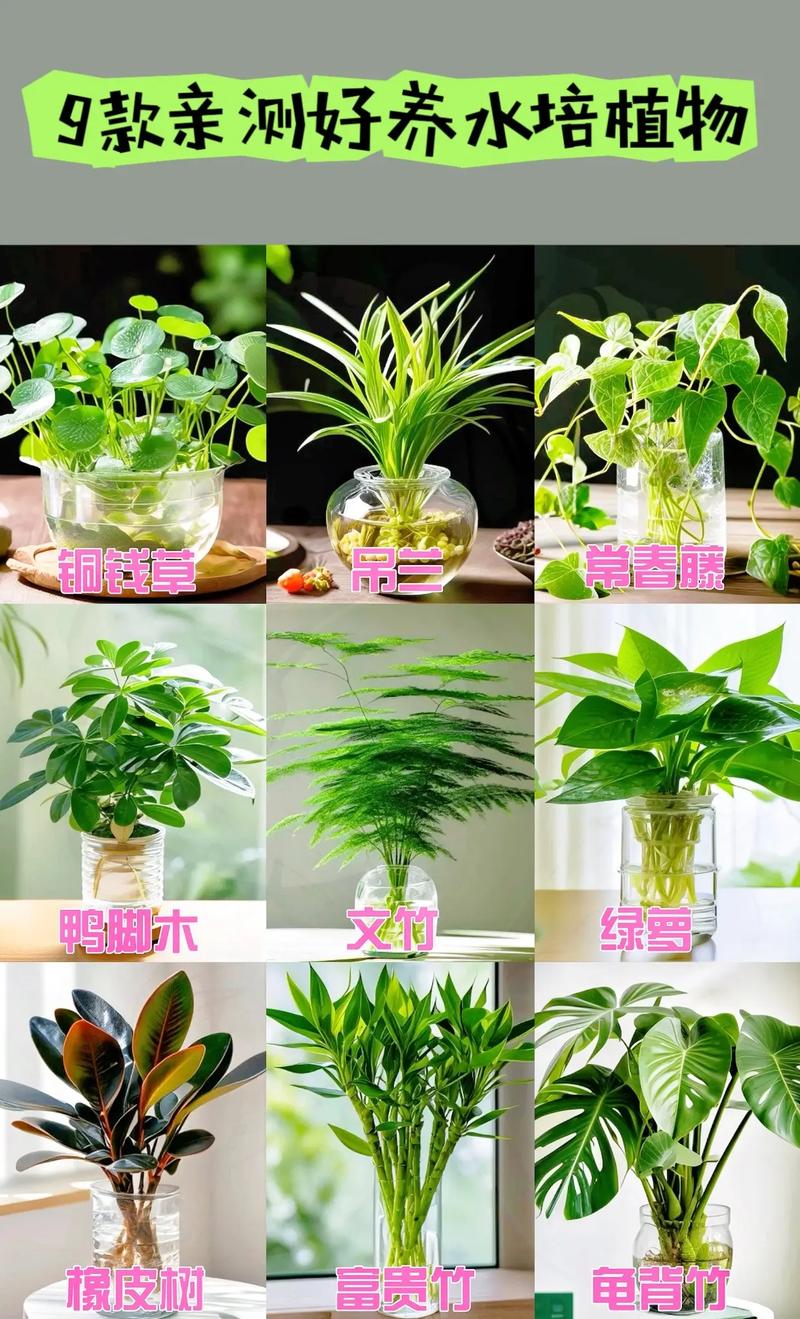 水培植物有哪些好看品种?-第2张图片-吾爱花网 水培植物有哪些好看品种?-第2张图片-吾爱花网