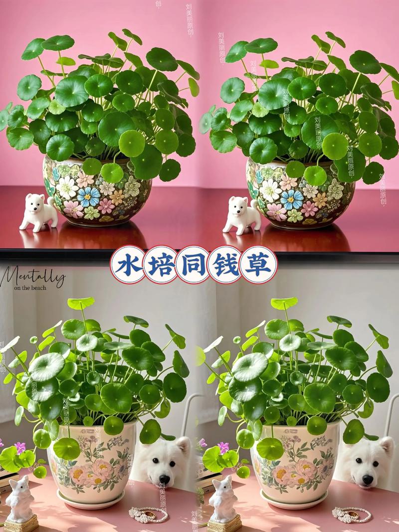 水培铜钱草怎么快速长爆盆?-第3张图片-吾爱花网 水培铜钱草怎么快速长爆盆?-第3张图片-吾爱花网