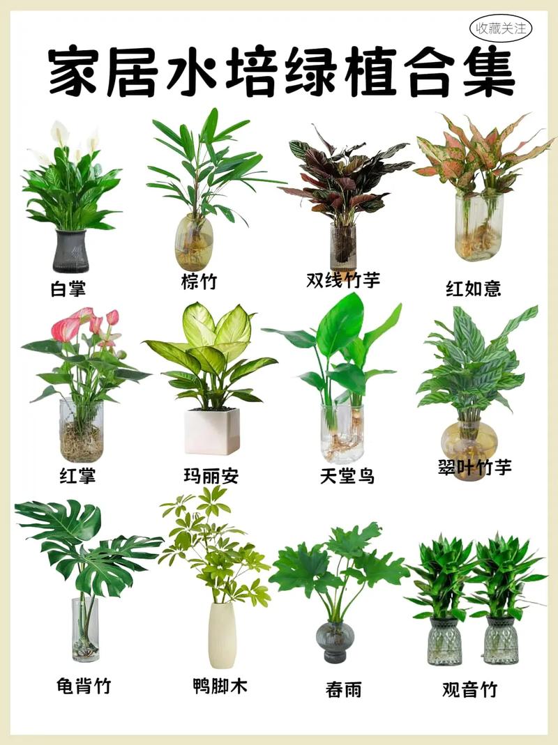 植物分水培类和土培类吗?-第1张图片-吾爱花网 植物分水培类和土培类吗?-第1张图片-吾爱花网