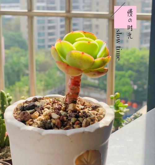 碧桃多肉夏天能入手吗？-第1张图片-吾爱花网