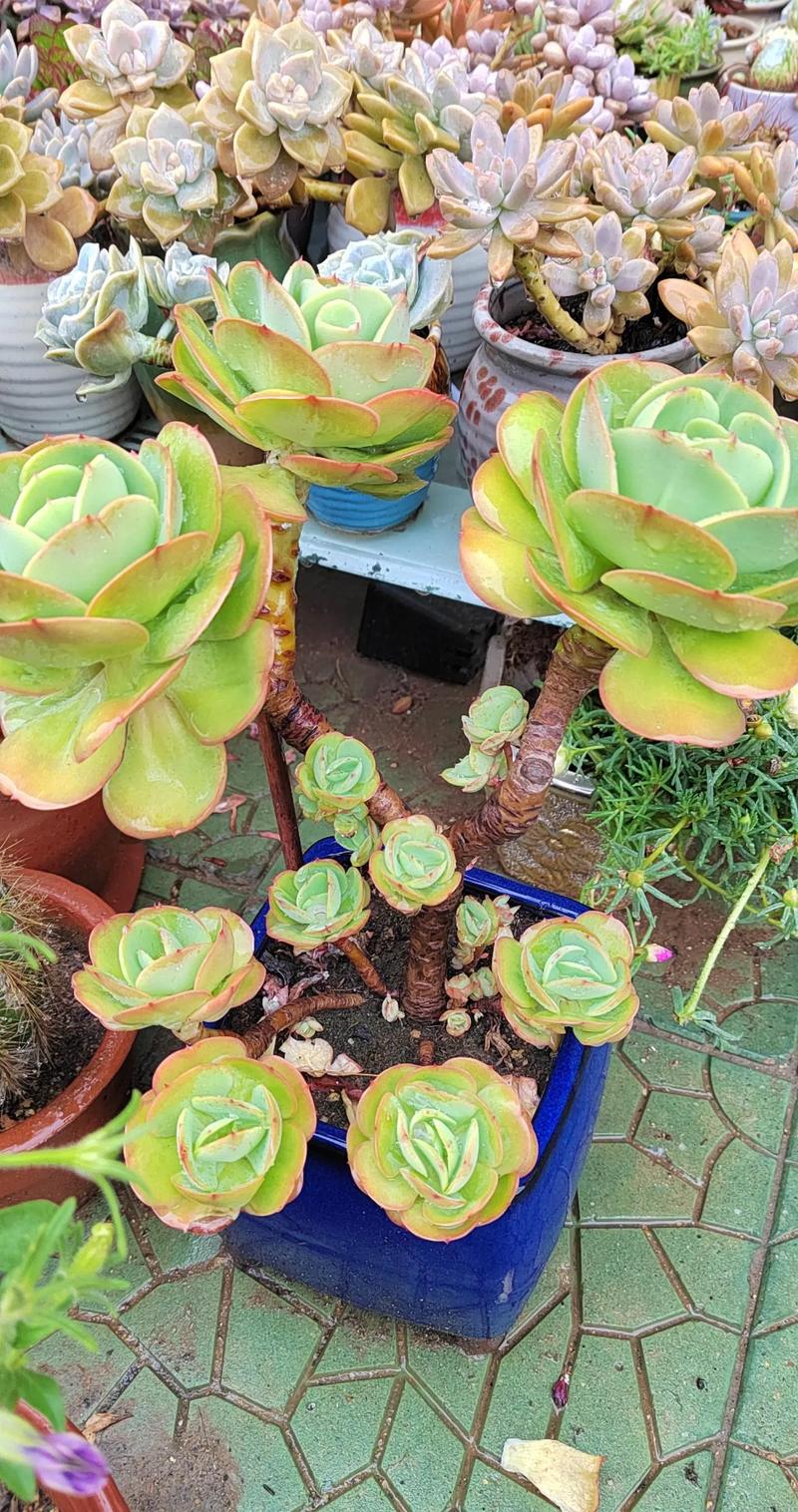 碧桃多肉夏天能入手吗？-第2张图片-吾爱花网