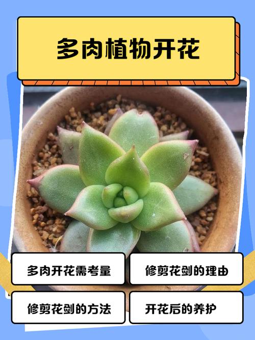 多肉开花惊艳还是平凡？-第1张图片-吾爱花网