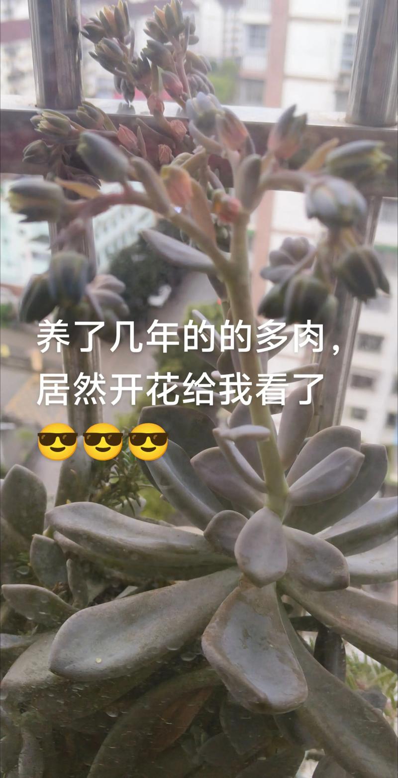 多肉开花惊艳还是平凡？-第2张图片-吾爱花网