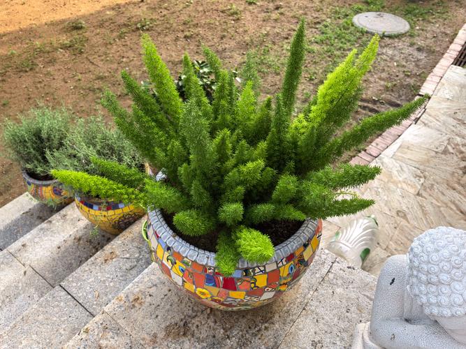 室外小型盆栽有哪些好选择？-第1张图片-吾爱花网