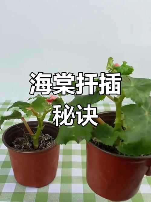 水培铁海棠换盆要注意什么？-第3张图片-吾爱花网