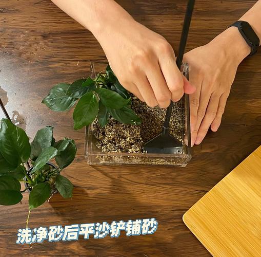 盆栽花卉沙子怎么选和处理？-第3张图片-吾爱花网