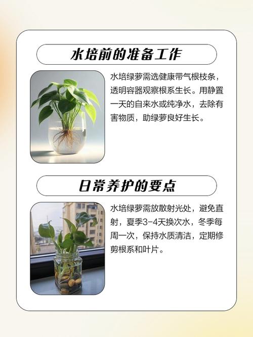 水培绿萝如何养出更浓绿?-第1张图片-吾爱花网 水培绿萝如何养出更浓绿?-第1张图片-吾爱花网