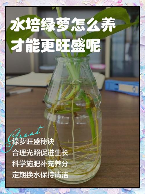 水培绿萝如何养出更浓绿?-第2张图片-吾爱花网 水培绿萝如何养出更浓绿?-第2张图片-吾爱花网