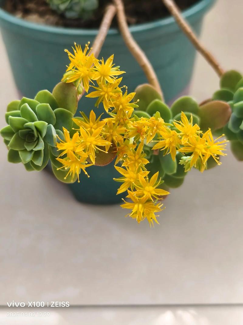 多静夜开花图片有哪些惊艳瞬间？-第2张图片-吾爱花网