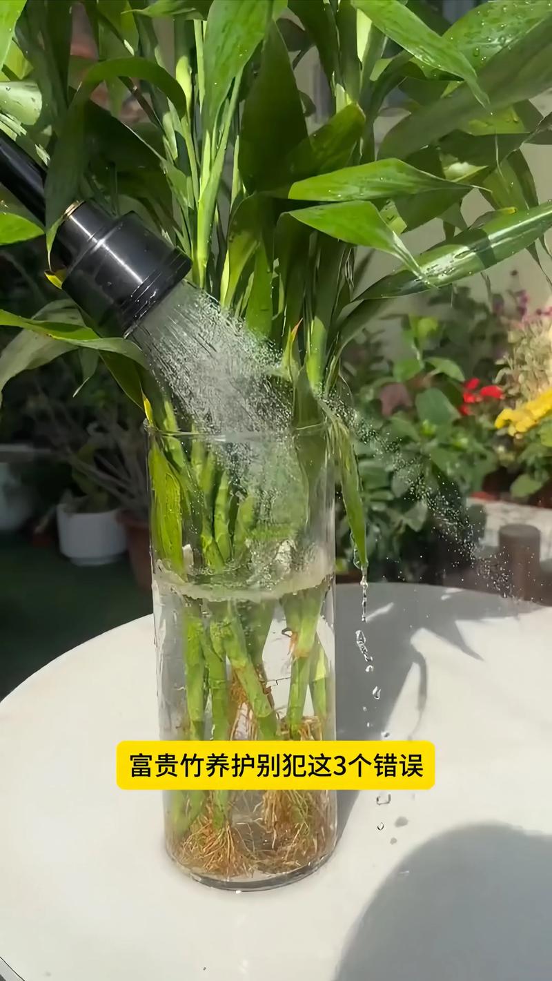 刚水培富贵竹怎么养才能活？-第1张图片-吾爱花网