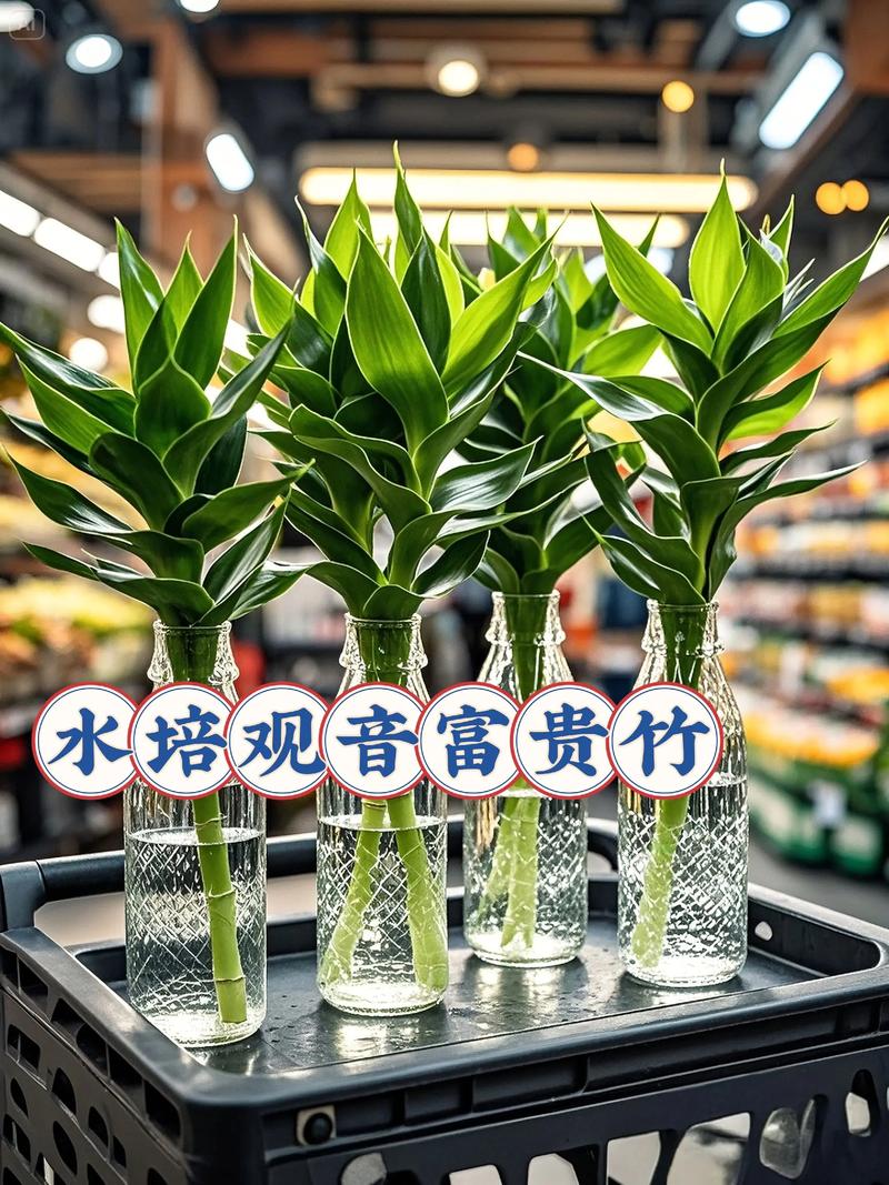 刚水培富贵竹怎么养才能活？-第3张图片-吾爱花网