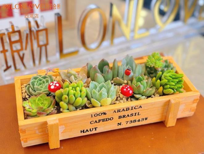 自制多肉花园,如何打造出惊艳效果?-第1张图片-吾爱花网 自制多肉花园,如何打造出惊艳效果?-第1张图片-吾爱花网