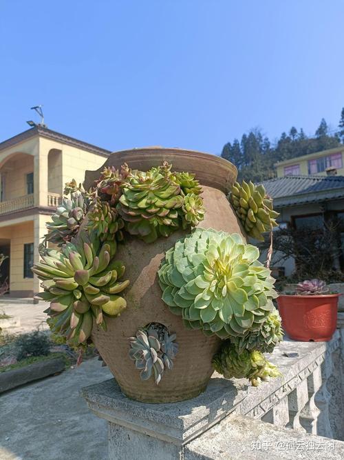 自制多肉花园,如何打造出惊艳效果?-第3张图片-吾爱花网 自制多肉花园,如何打造出惊艳效果?-第3张图片-吾爱花网